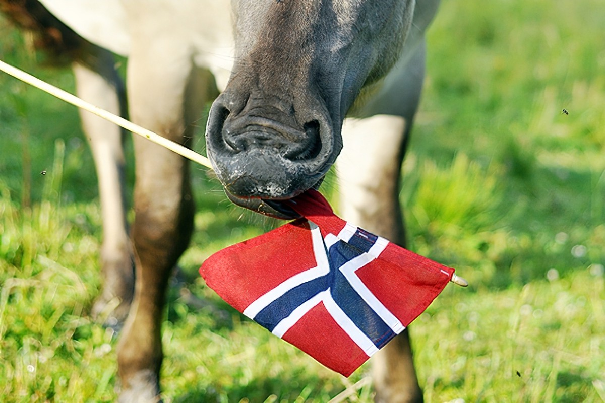 Hest med norske flagg