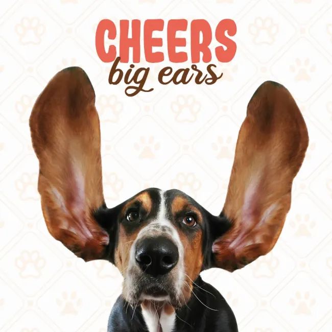 Kort Cheers Big Ears