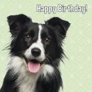 Kort Happy Birthday! Border Collie