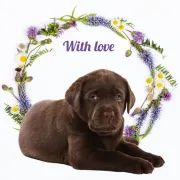 Kort With Love Labrador